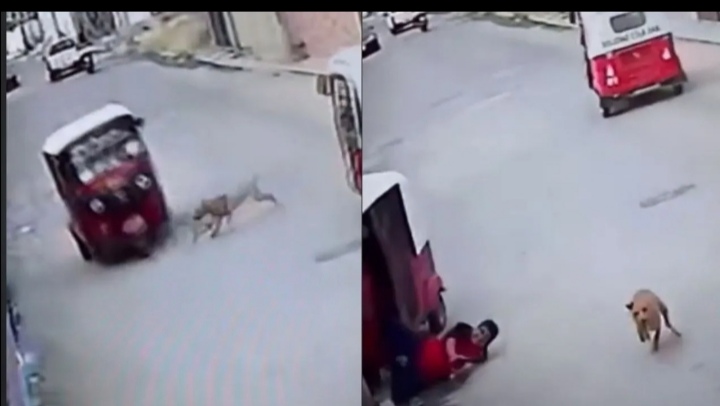 VIRAL: Perro callejero ‘atropella’ a moto taxi y se da a la fuga